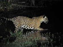 Jaguar, Closer Than Ever Before