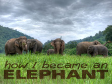 How I Became An Elephant